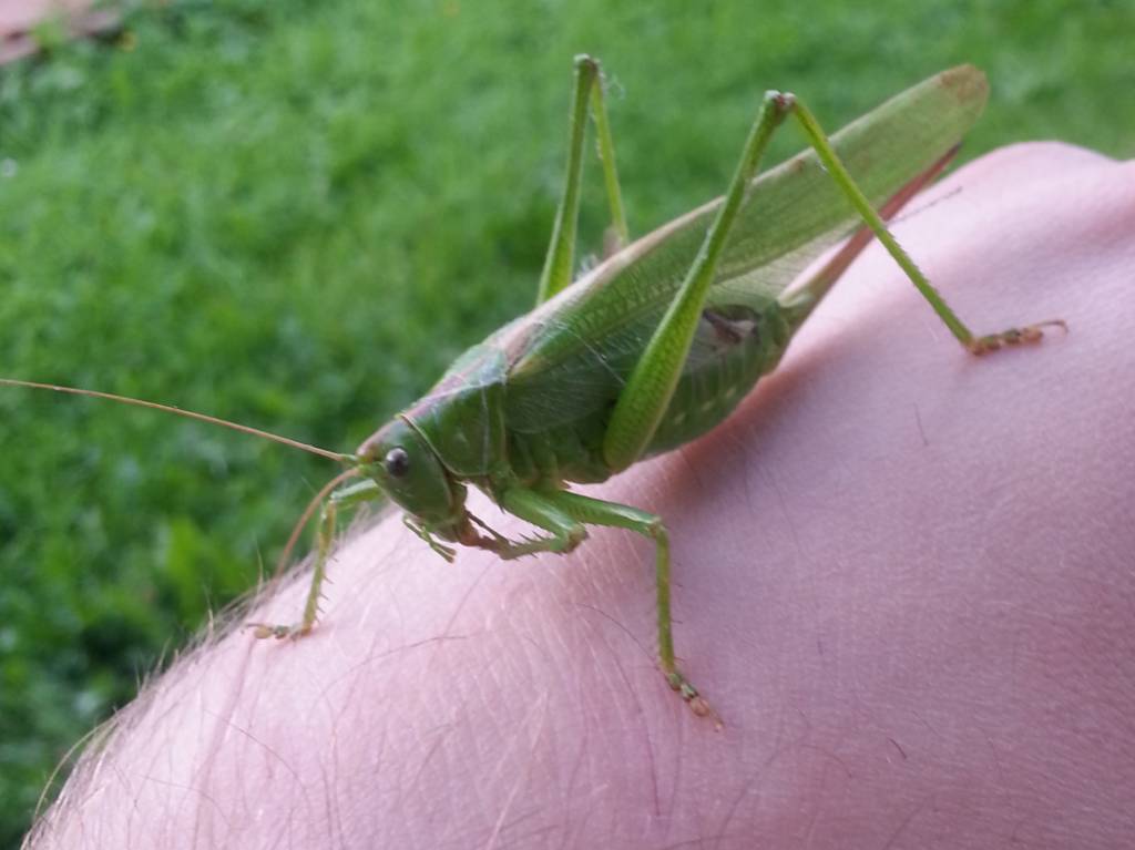 Grashüpfer auf meiner Hand 