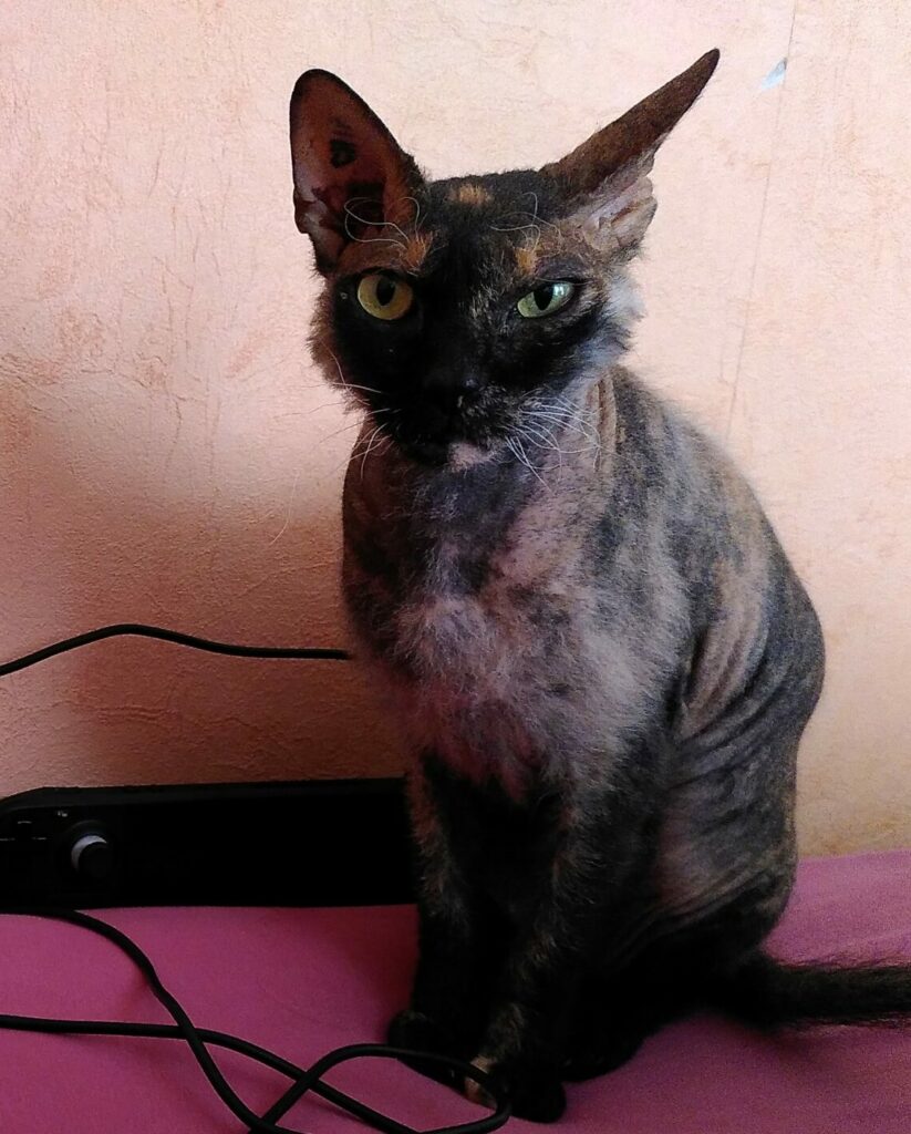 Eine Lykoi Katze